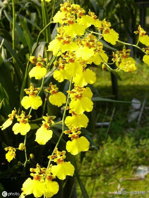 文心蘭花|文心蘭花語是什麼？文心蘭價格、種植要點&促進開花的照顧方。